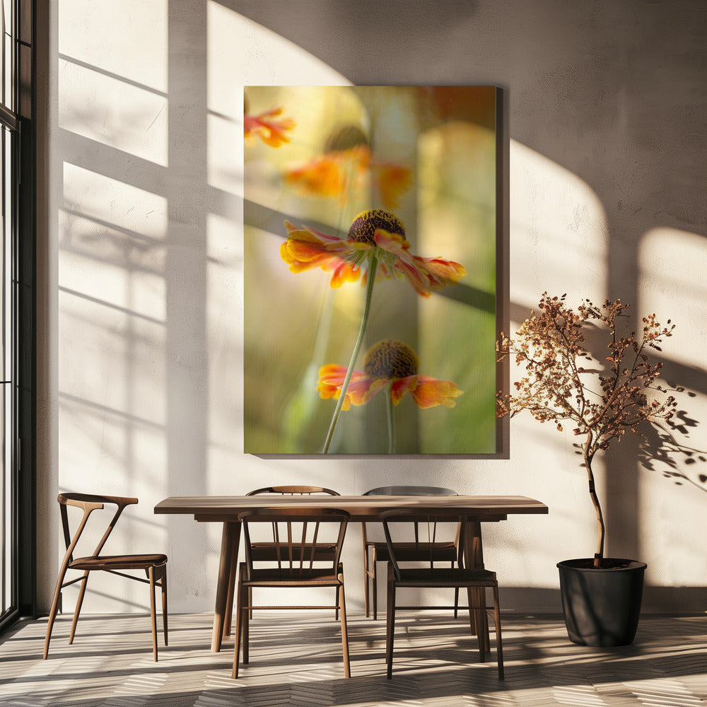 Helenium | Canvas