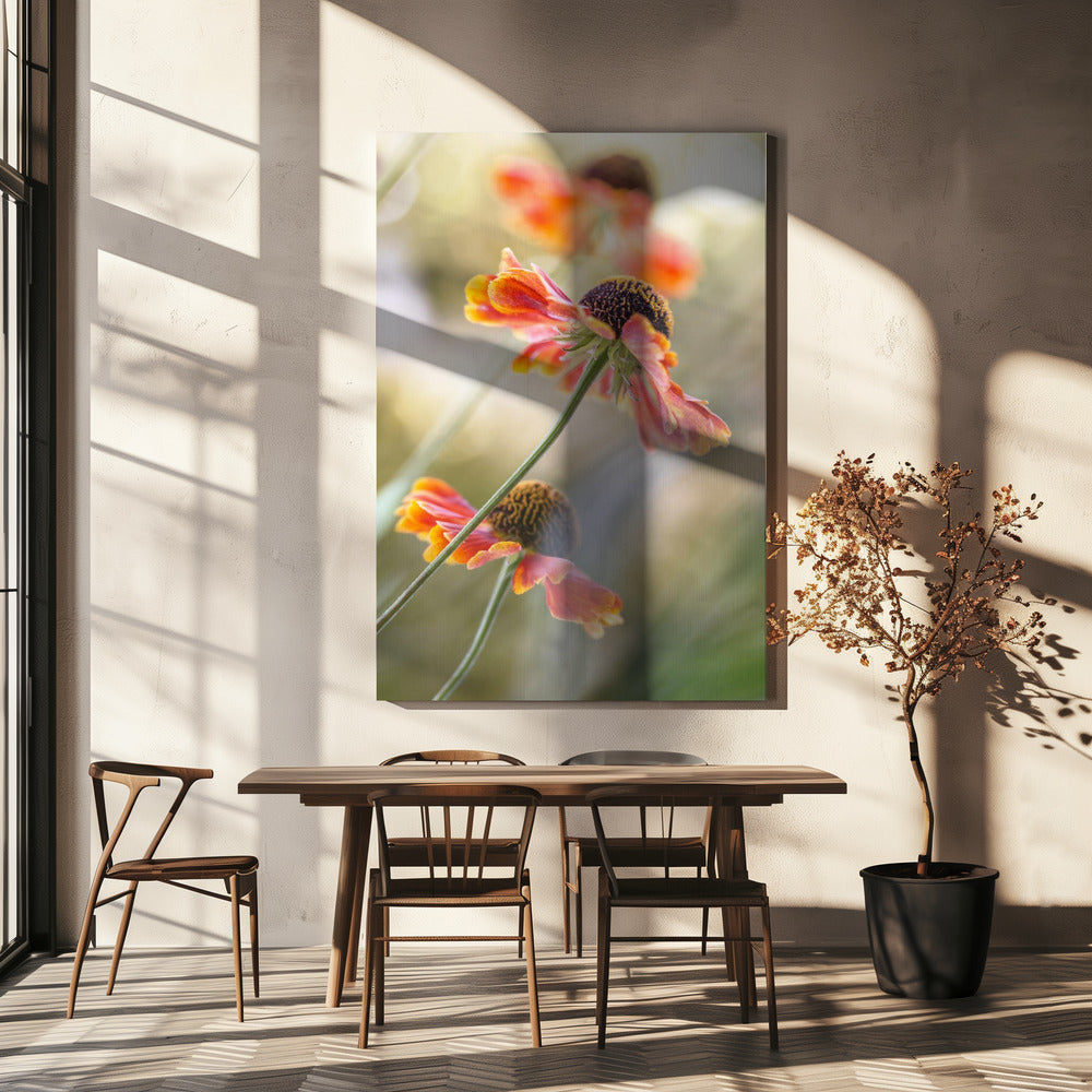 Helenium* | Canvas
