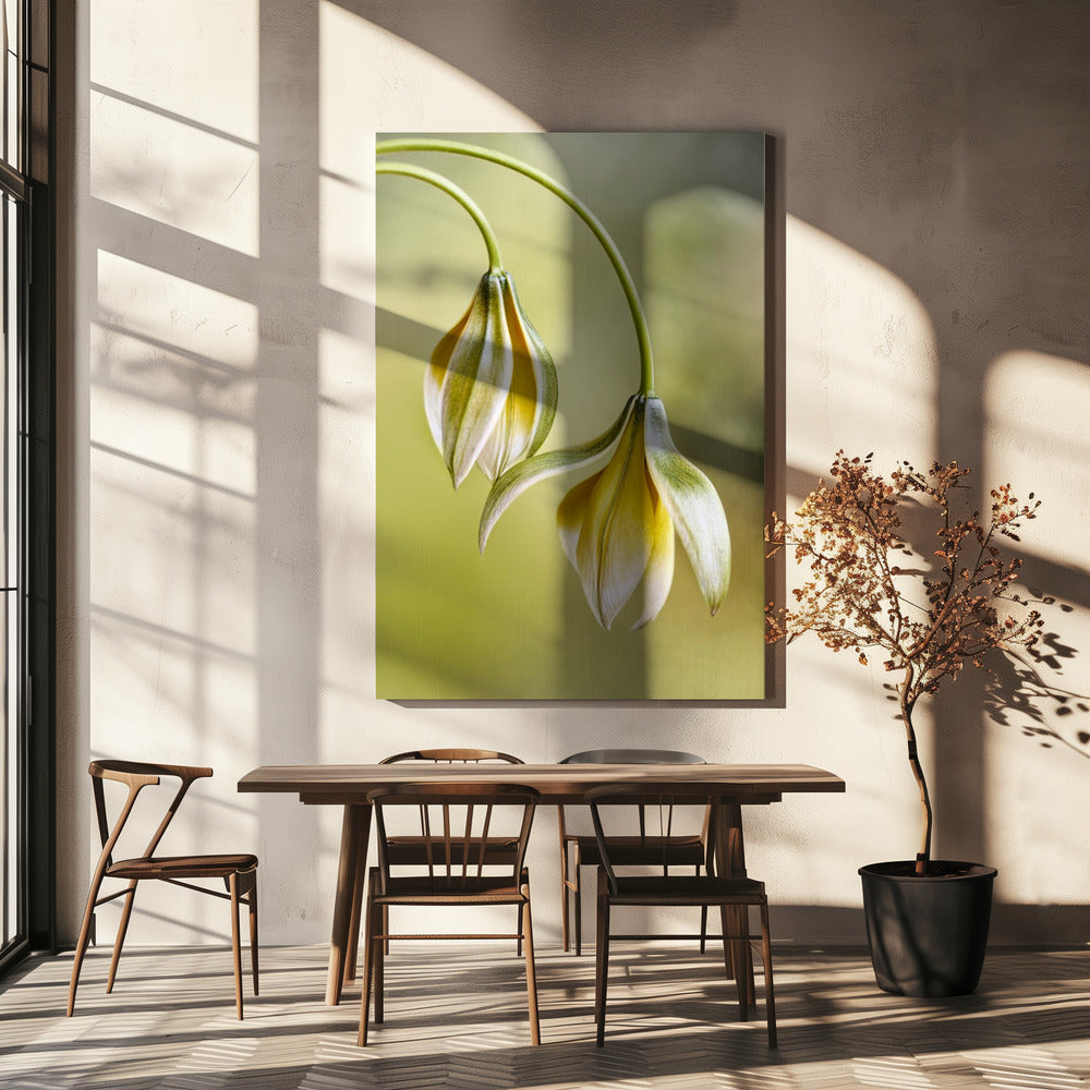 Tulipa | Canvas