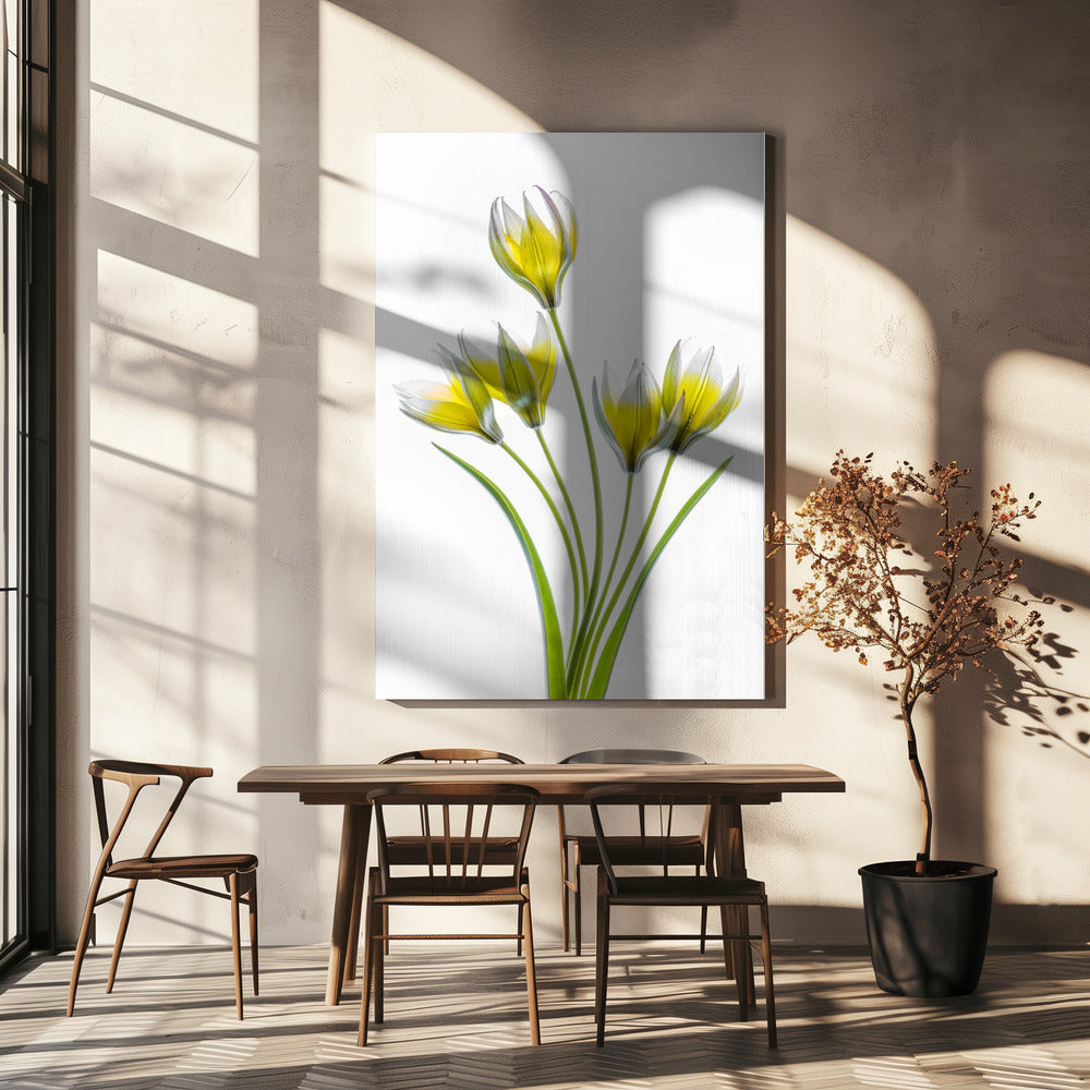 Tulipa | Canvas