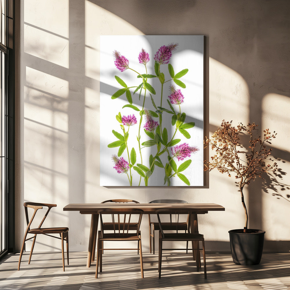 Trifolium | Canvas