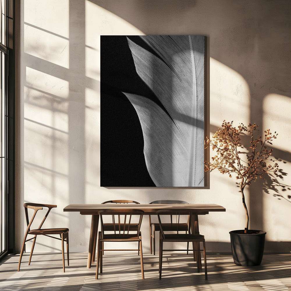 Feather_005 | Canvas