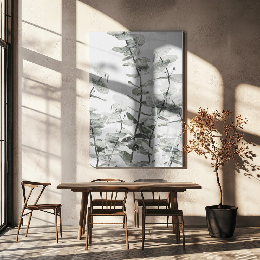 Eucalyptus_001 | Canvas