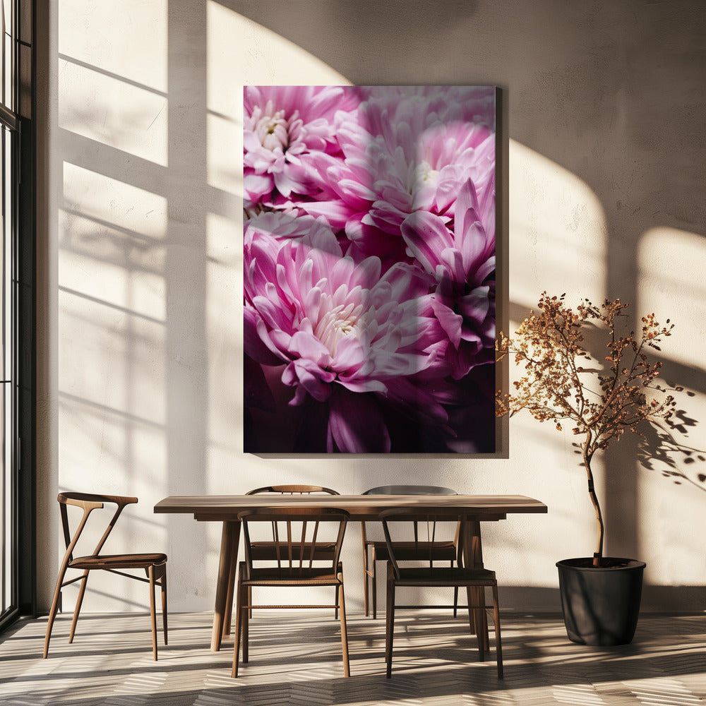 Vibrant Pink Chrysanthemums Blossoms | Canvas