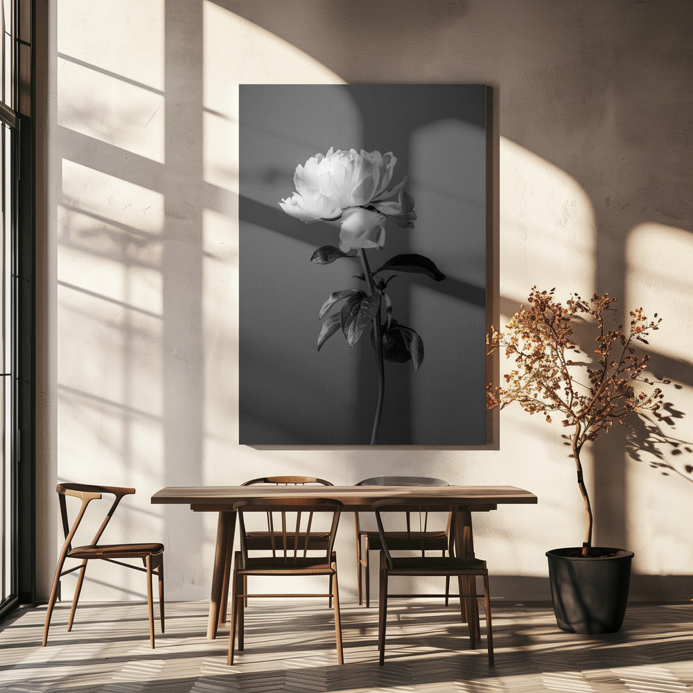 Peony BW | Canvas