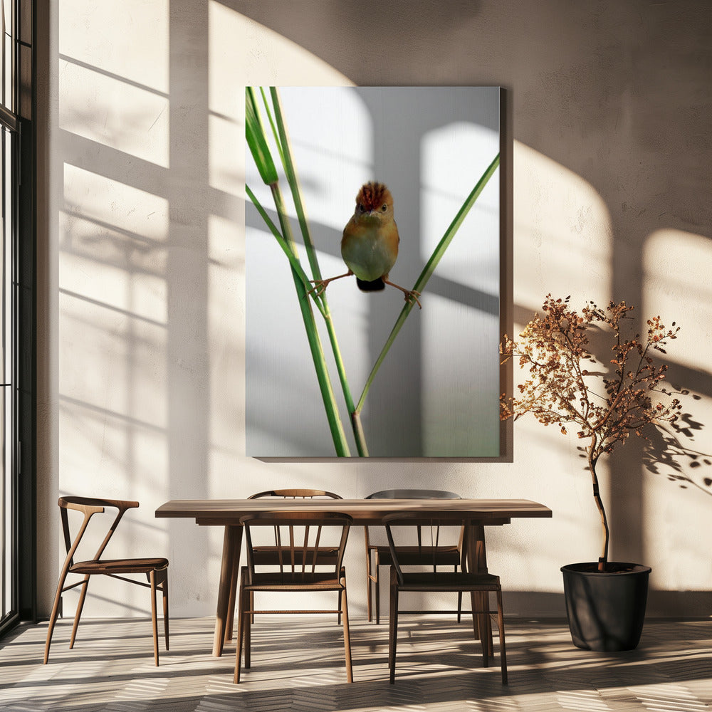 Kung Fu Master | Canvas