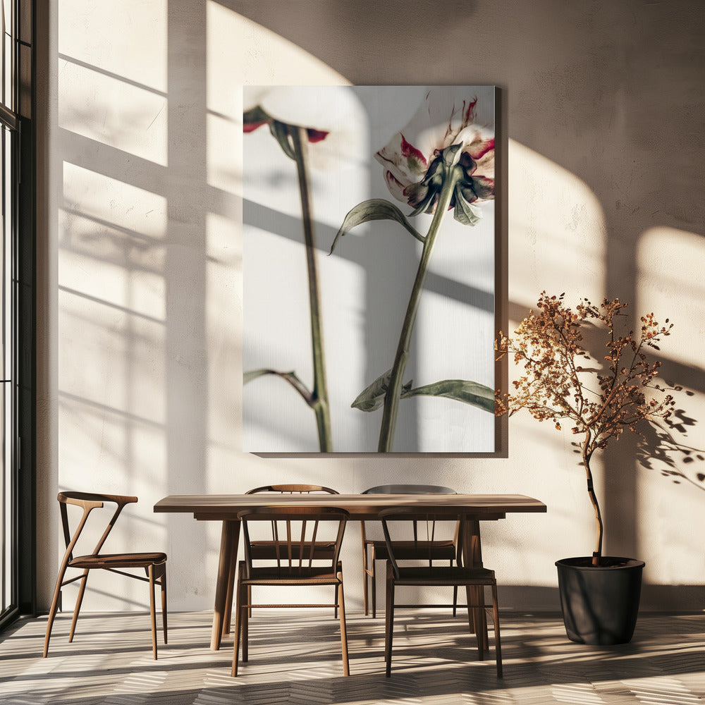 Peony 01 | Canvas