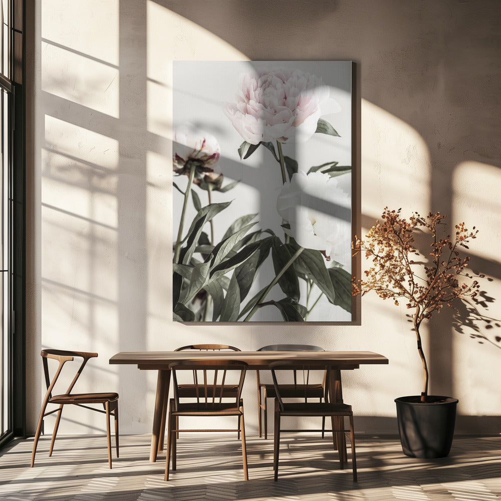 Peony 04 | Canvas