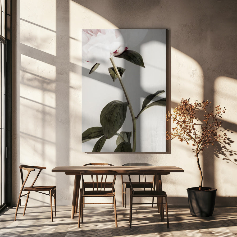 Peony 09 | Canvas