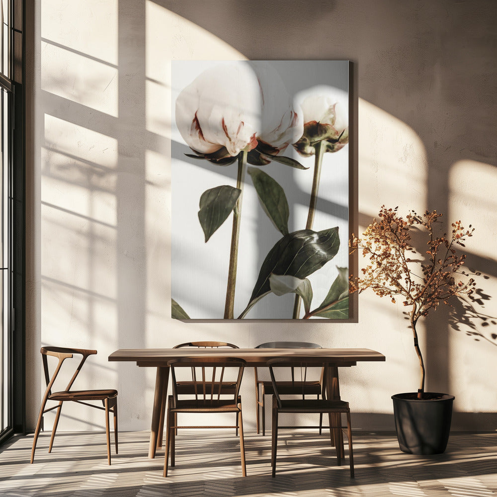 Peony 24 | Canvas