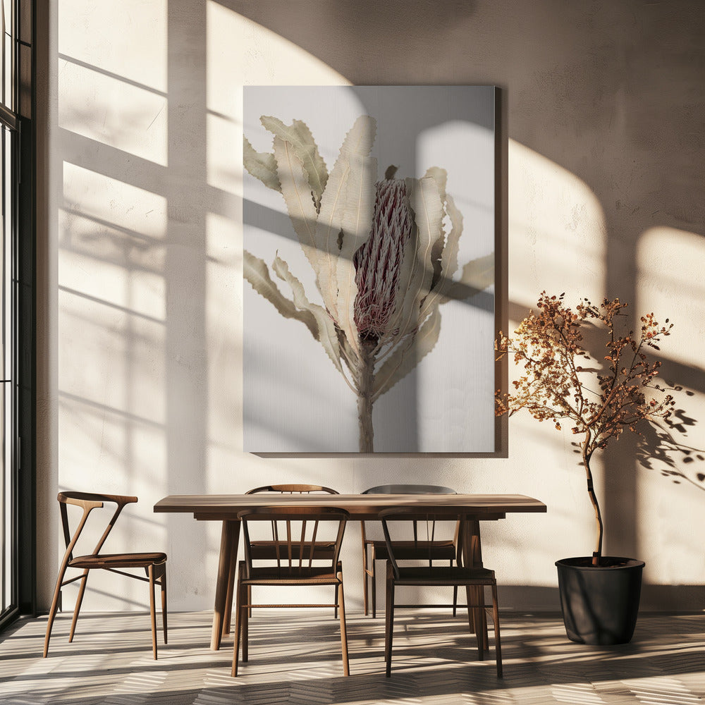 Banksia | Canvas