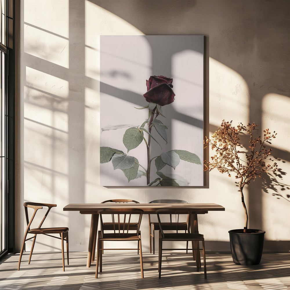 Rose | Canvas