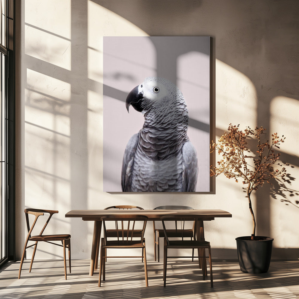 African Grey | Canvas