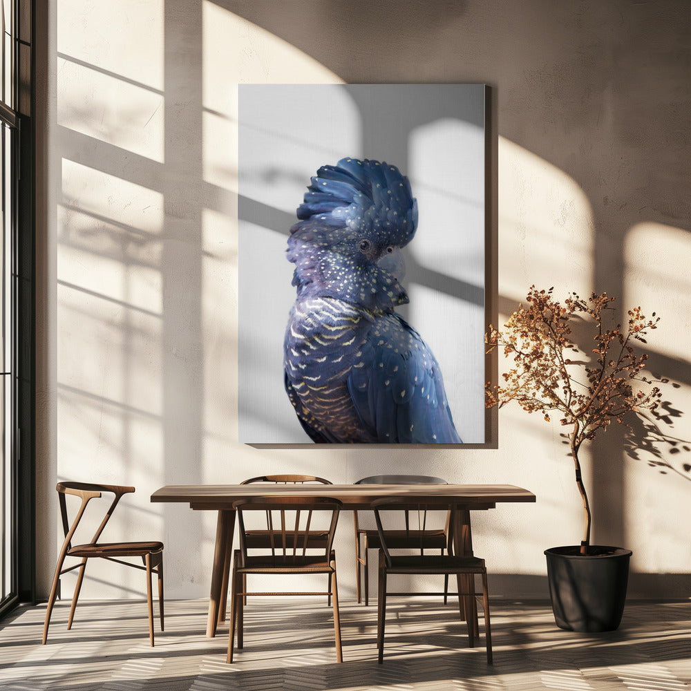 Black Cockatoo | Canvas