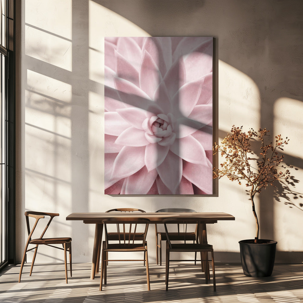 Pink Succulent | Canvas