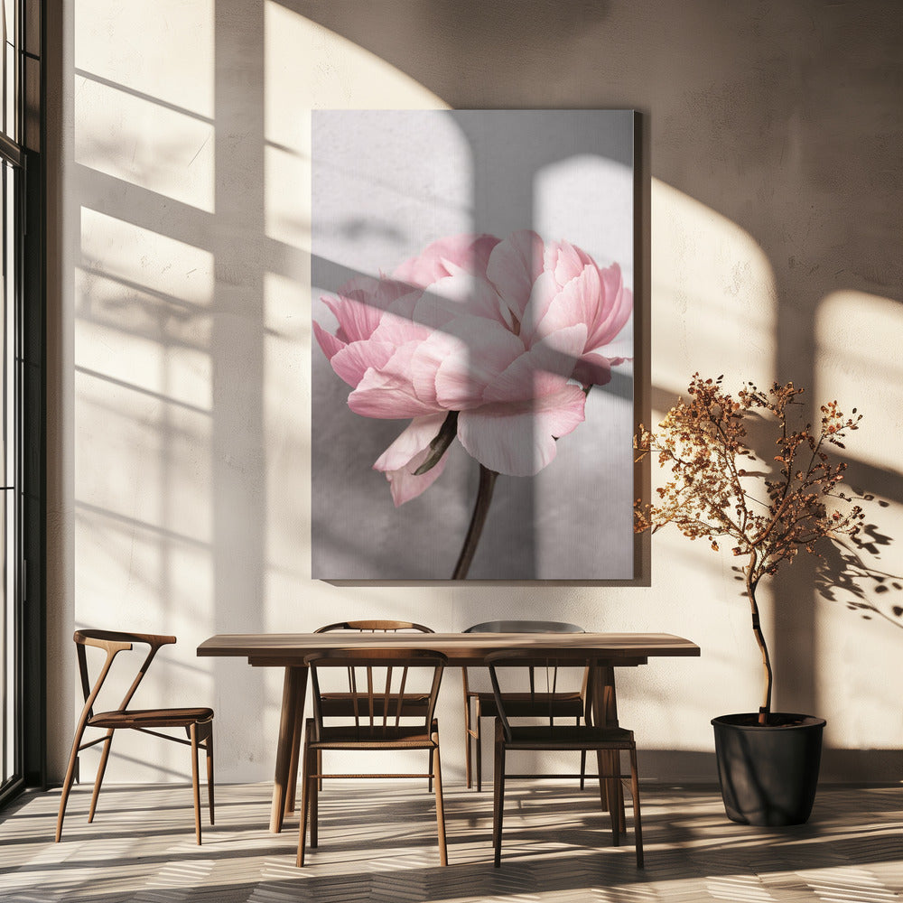Peony | Canvas