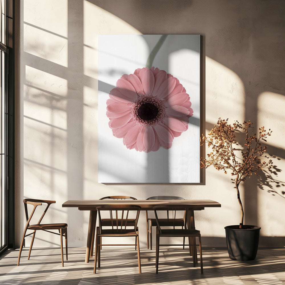Pink Gerbera II | Canvas