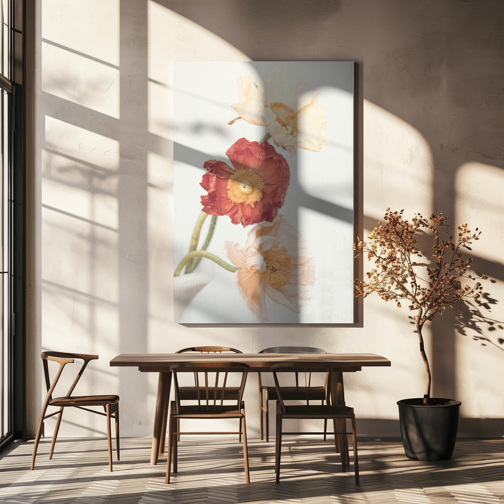 Poppies | Canvas