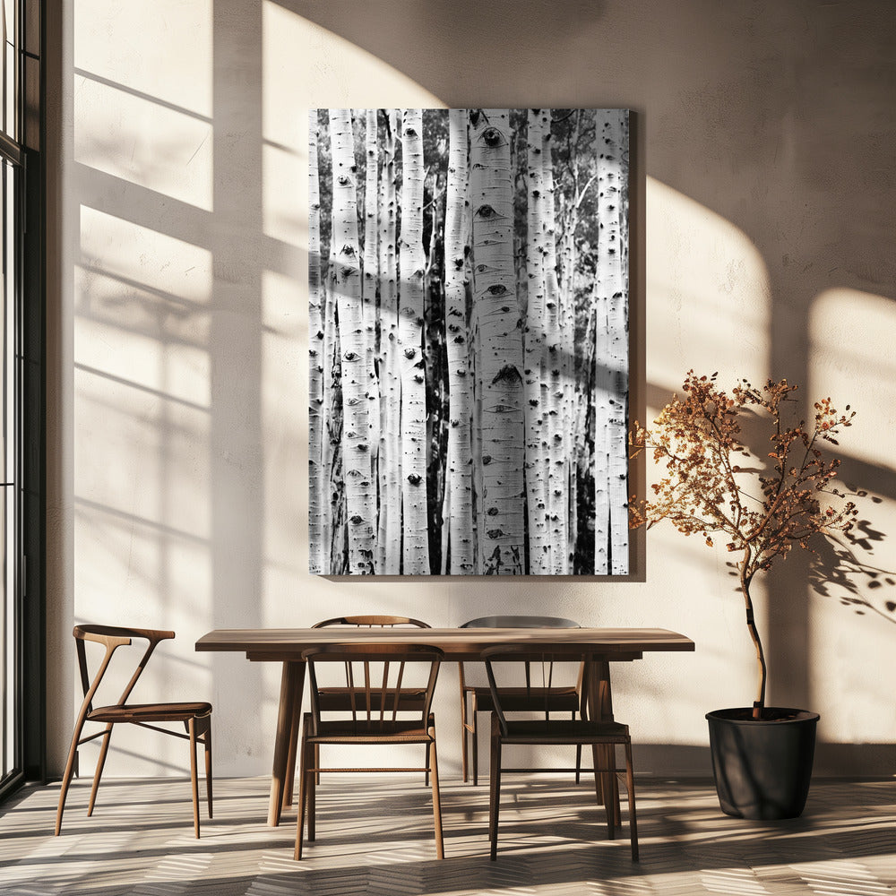 Birches | Canvas