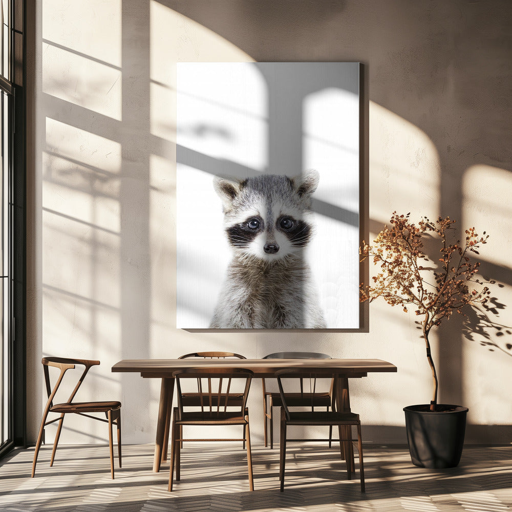 Baby Racoon | Canvas