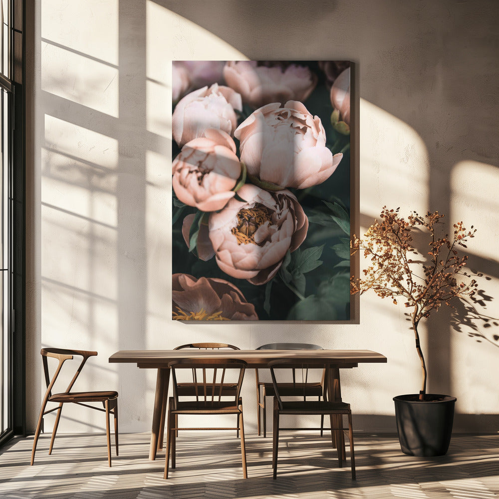 Coral Peonies | Canvas