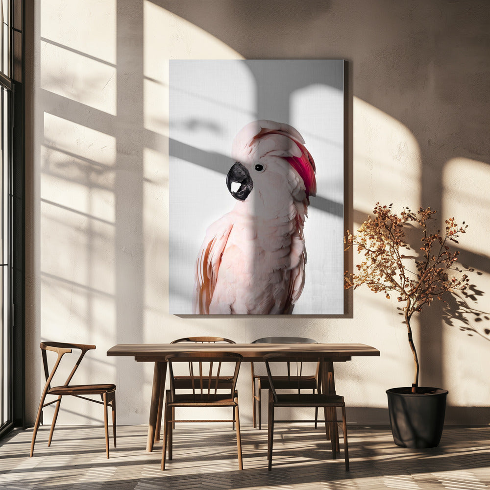 Pink Cockatoo | Canvas