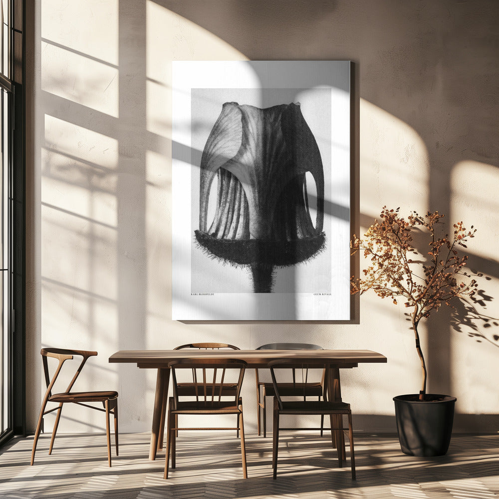 Geum Rivale | Canvas