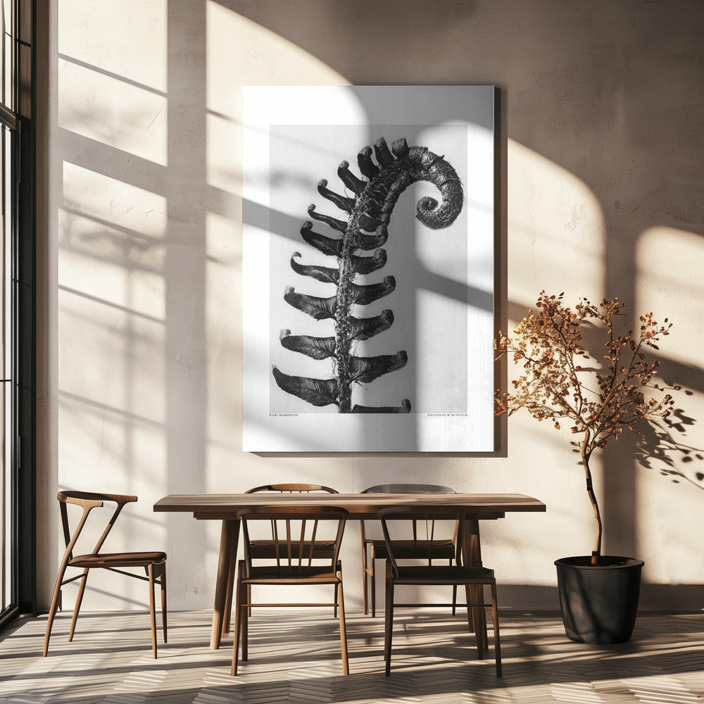 Polystichum Munitum | Canvas