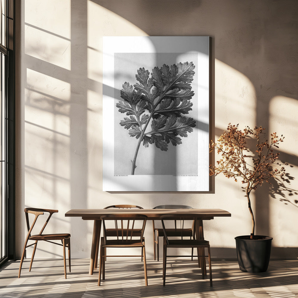 Chrysanthemum parthenium | Canvas