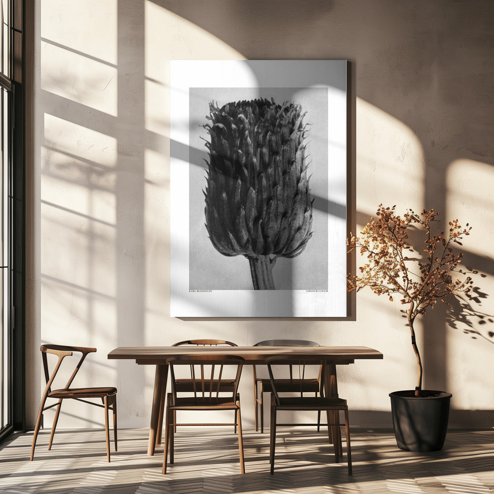 Cirsium Canum (Thistle) | Canvas