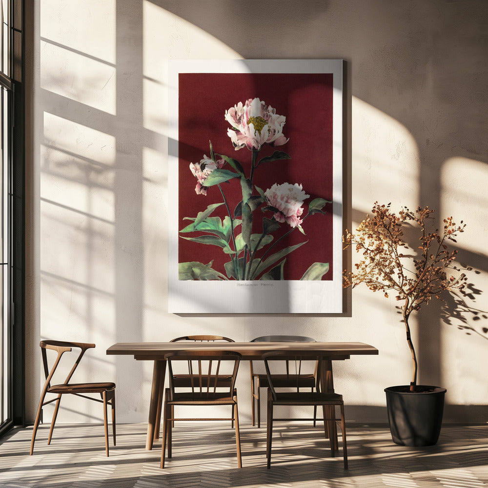 Hærdaceous Peony no2 | Canvas