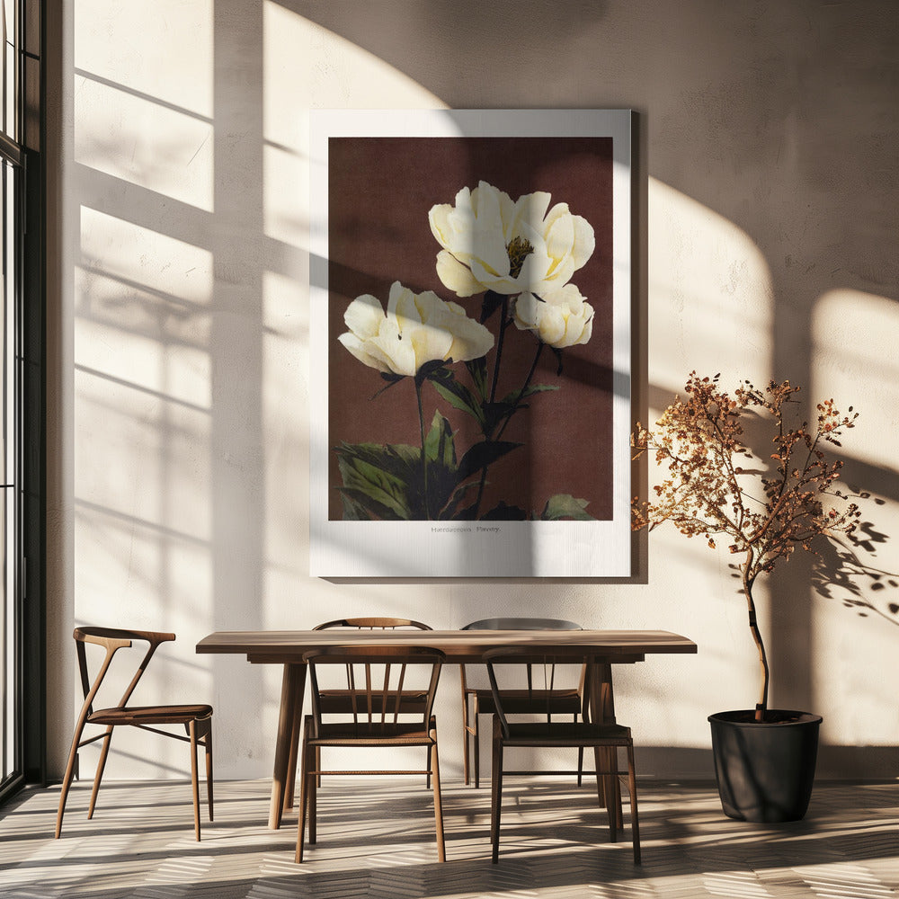 Hærdaceous Peony | Canvas