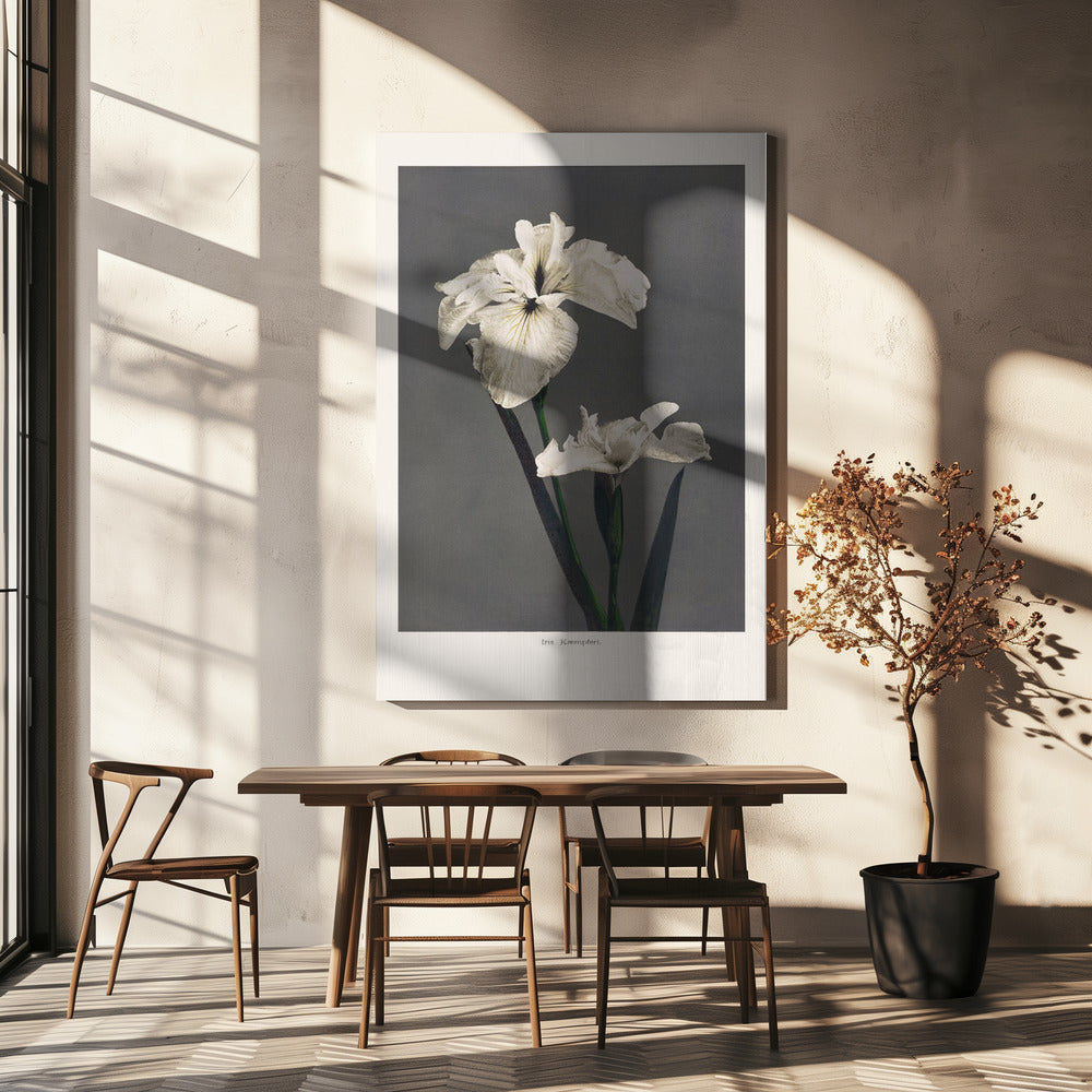 Iris Kæmpferi | Canvas