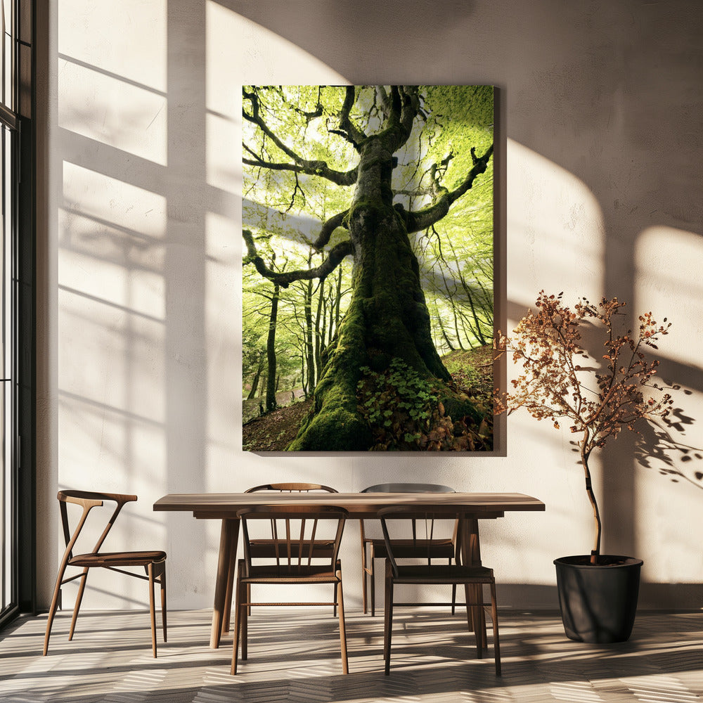 Ent | Canvas