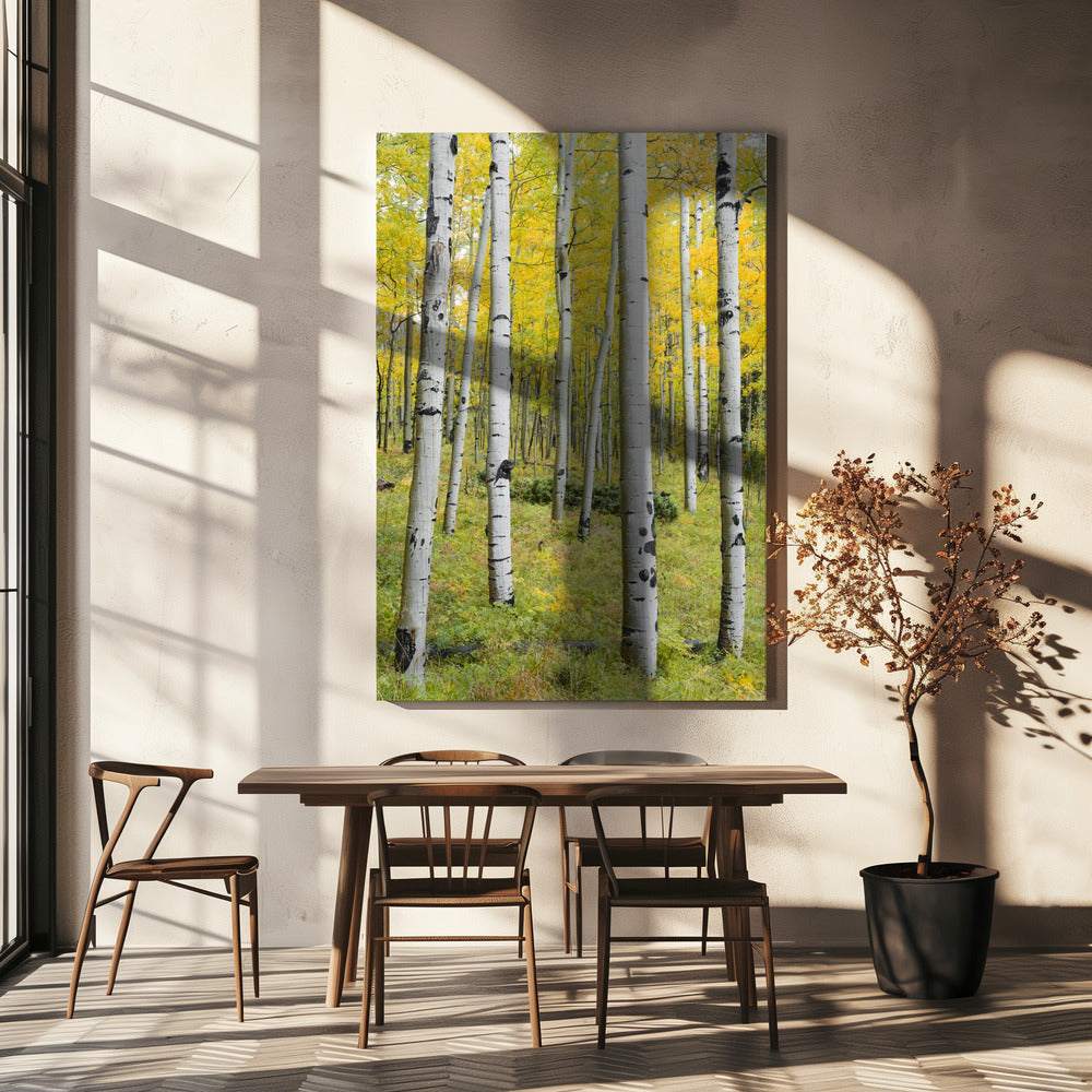 Yellow Birchs vertical | Canvas