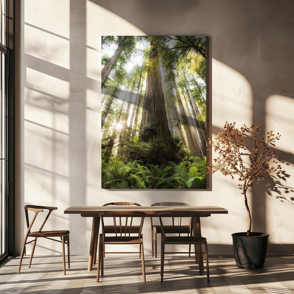 Beautiful Forest | Canvas