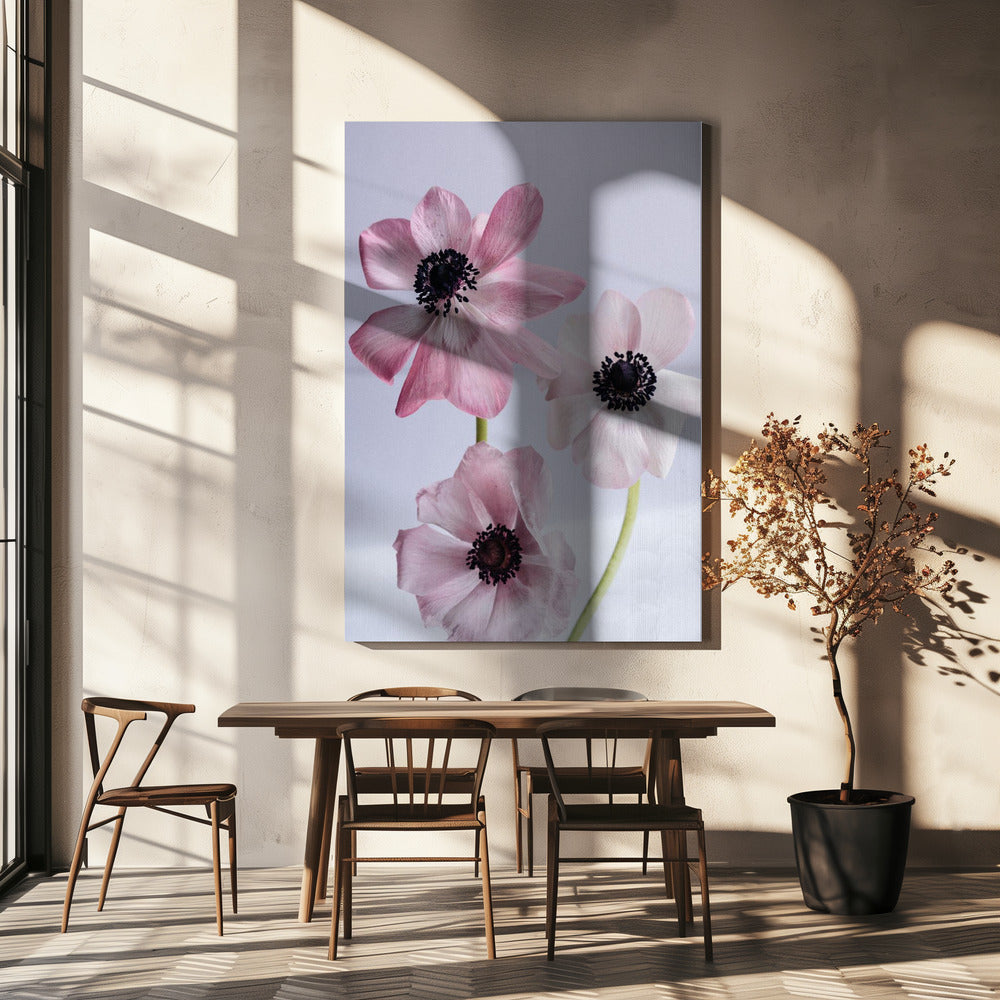 Elegant Pink Anemone Flowers | Canvas