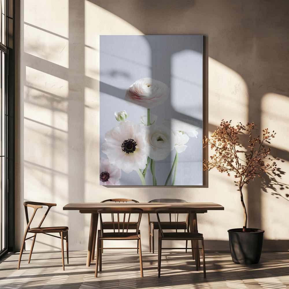White And Pale Pink Ranunculus Flowers | Canvas