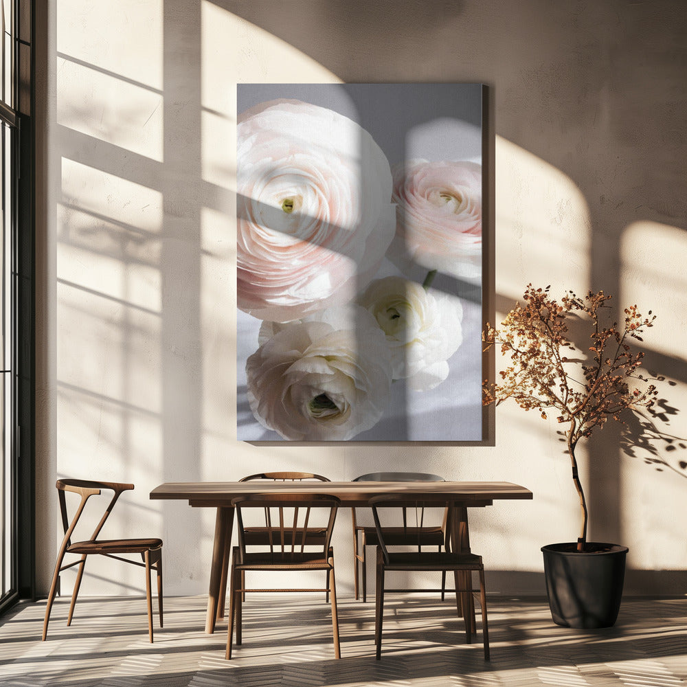 Soft Ranunculus | Canvas