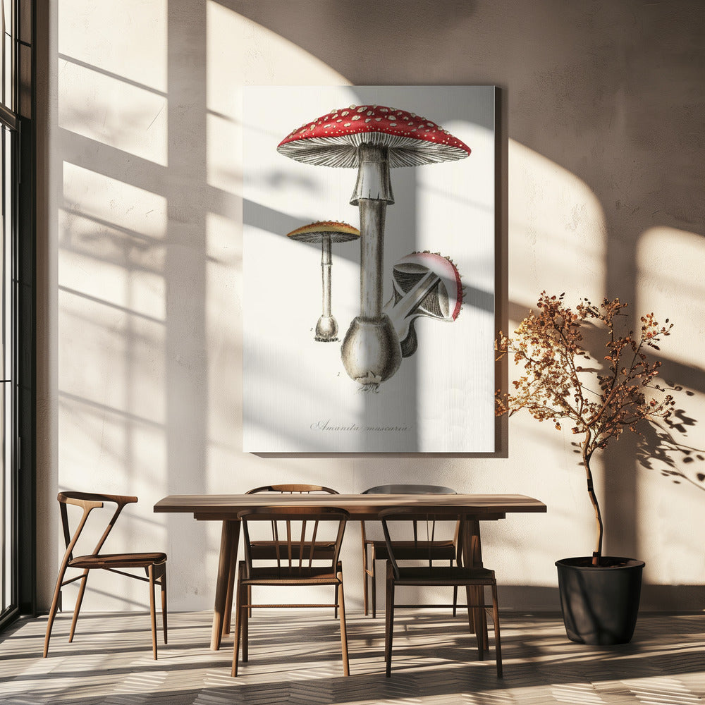Amanita Muscaria Illustration. Medical Botany 1836 | Canvas