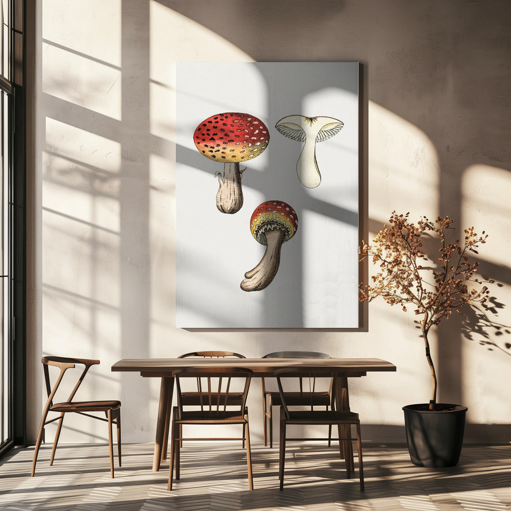 Hand Drawn Fly Agaric Mushroom | Canvas