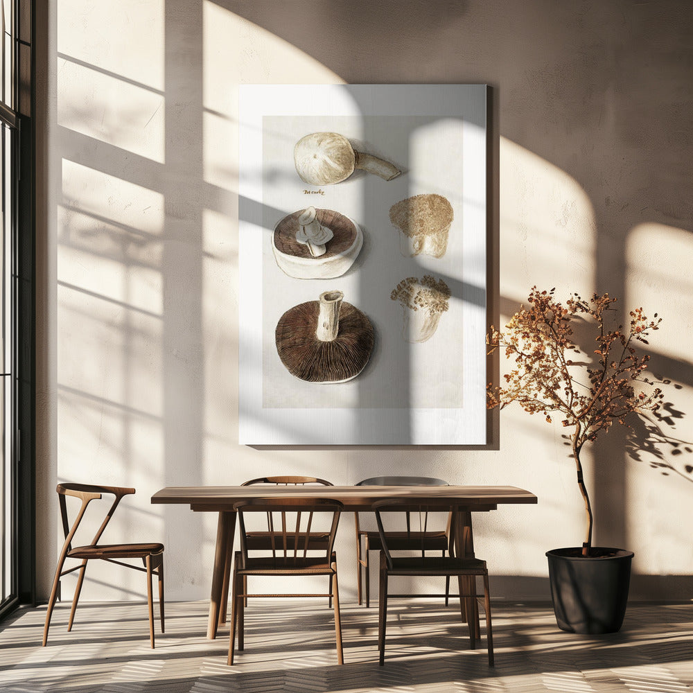 Common Meadow Mushroom, Agaricus Campestris Standing | Canvas