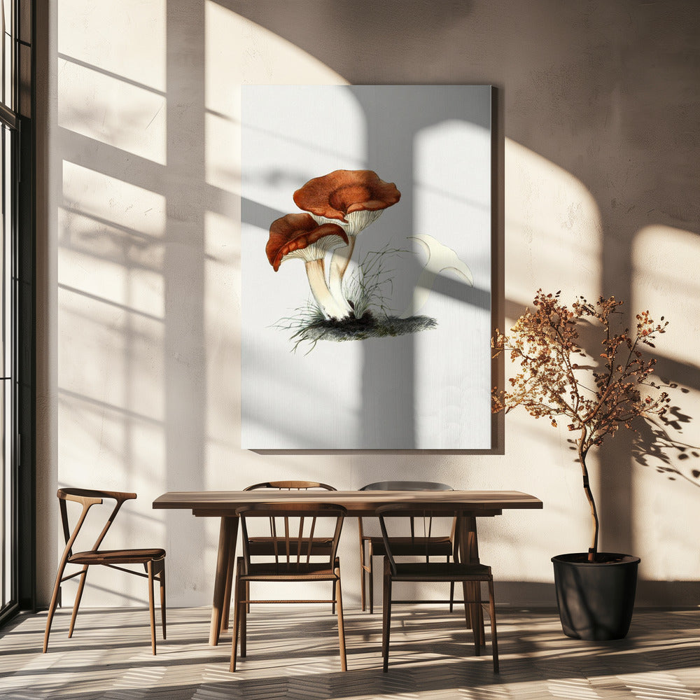 Hand Drawn Rufous Milkcap Mushroom | Canvas