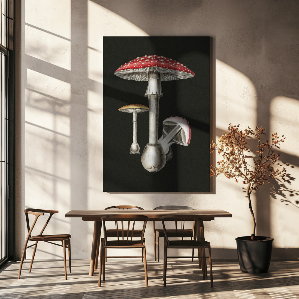 Amanita Muscaria Dark Background | Canvas