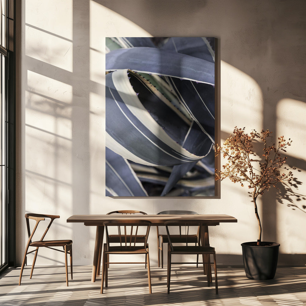 Agave Whorls | Canvas