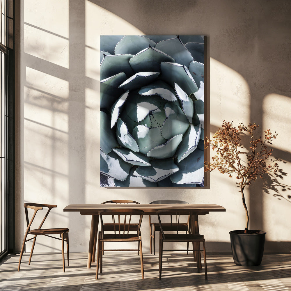 Agave Spiral Dance | Canvas
