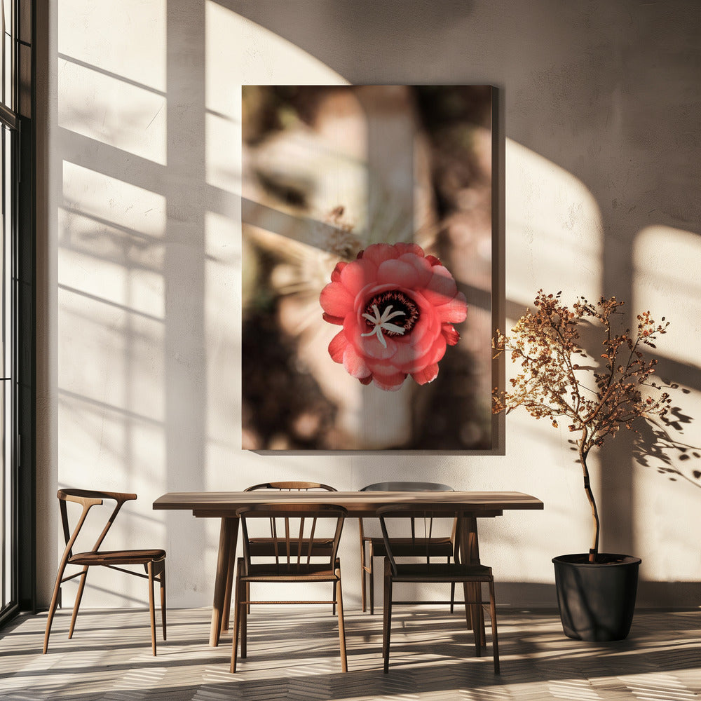 Desert Bloom Dance | Canvas