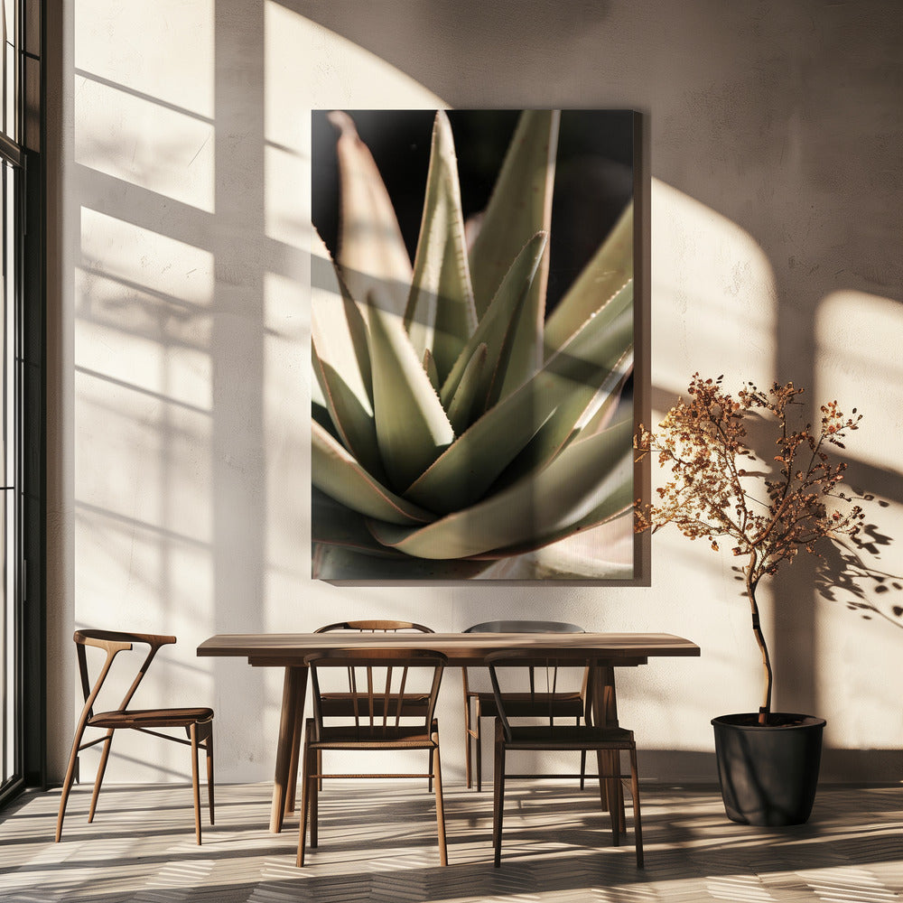 Sunlit Succulent | Canvas