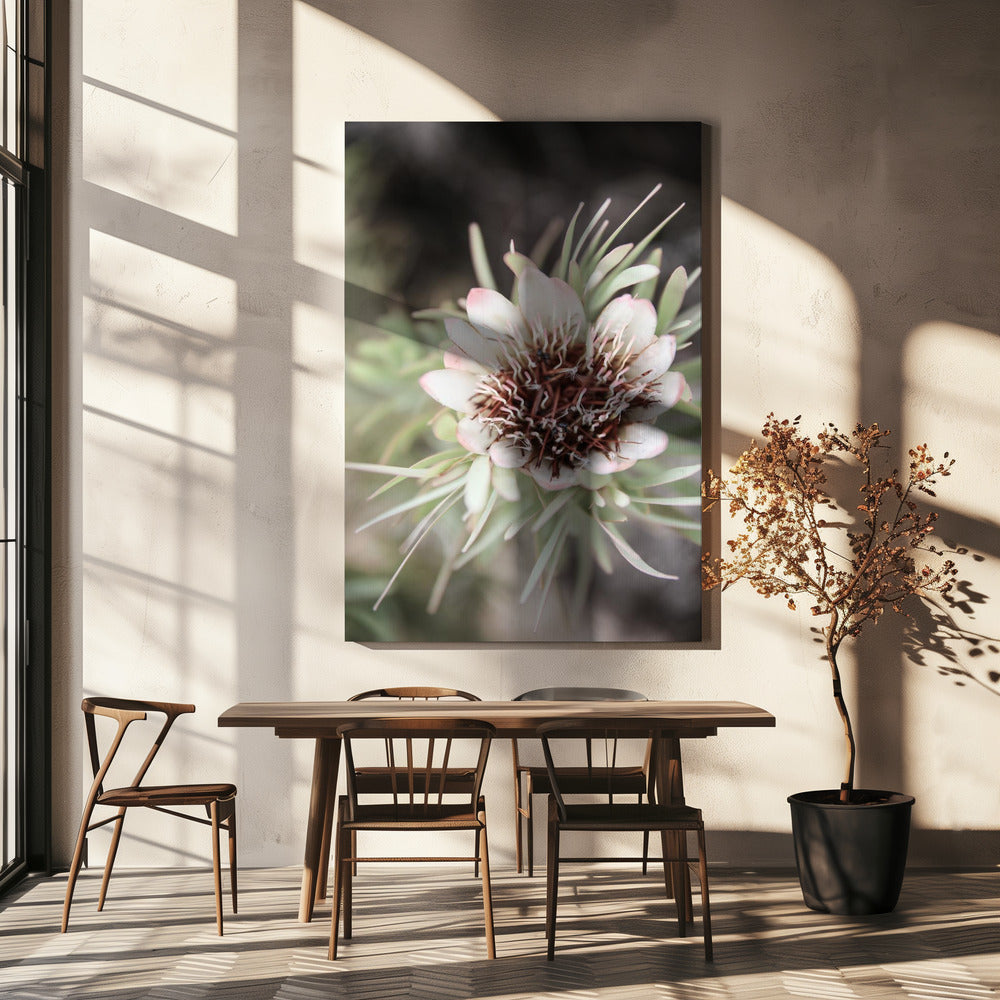 Desert Bloom Halo | Canvas