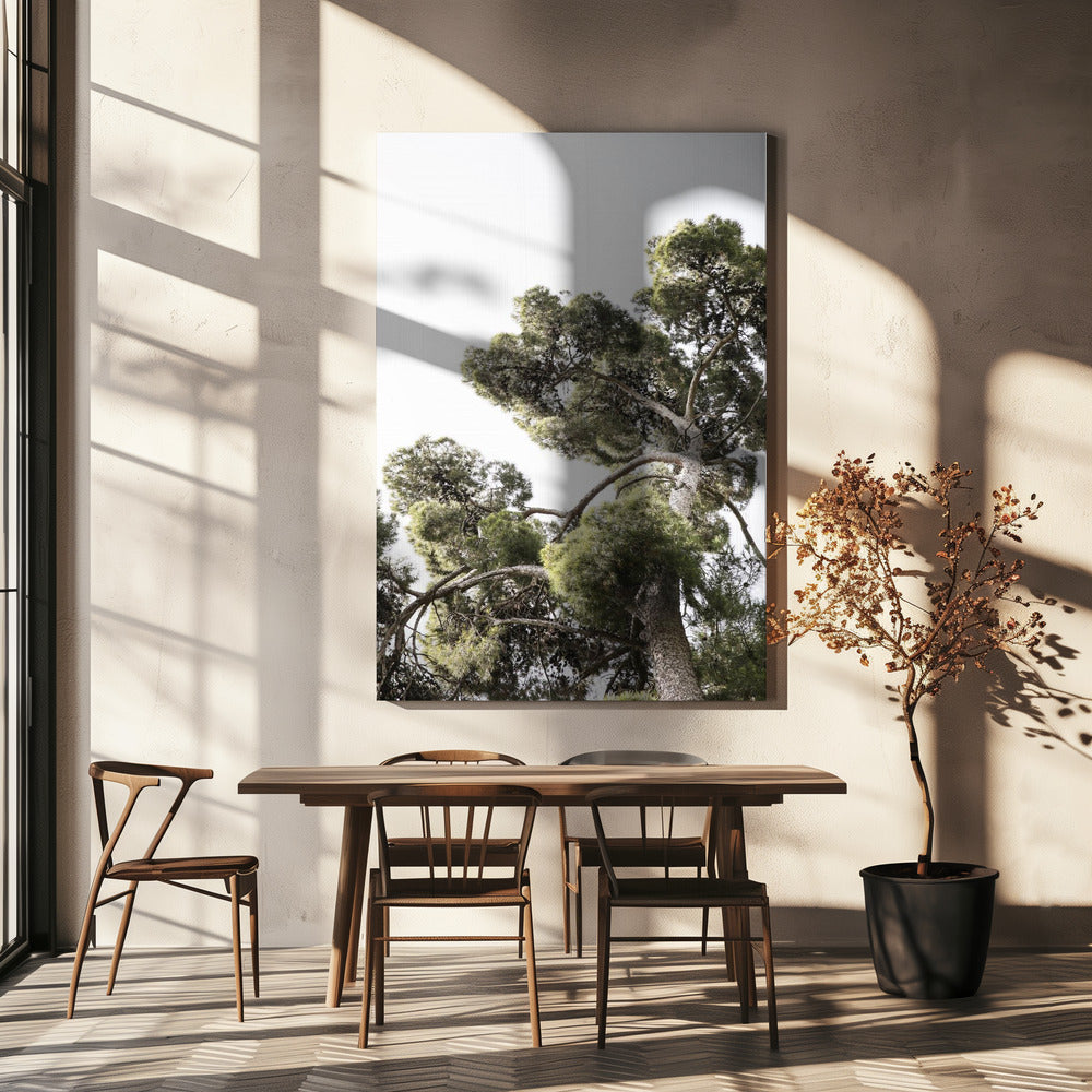 Towering Pines | Canvas